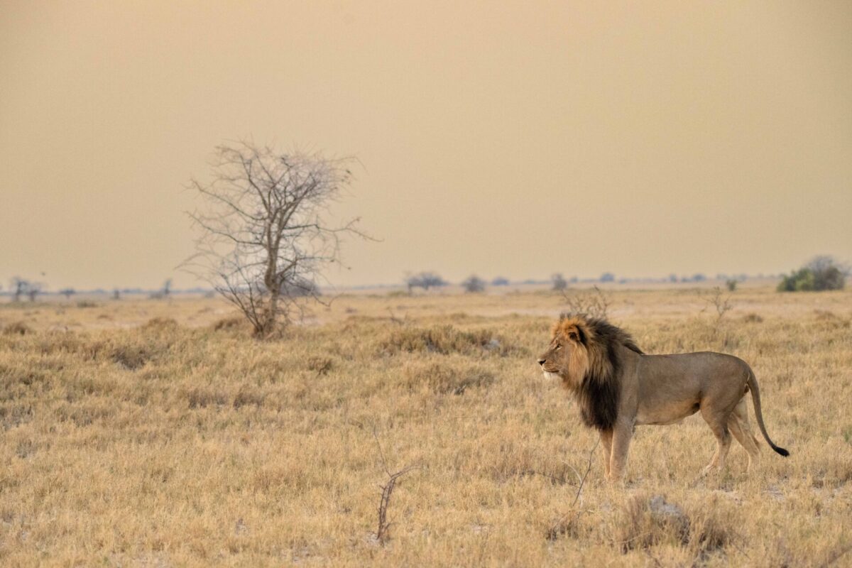 09 Makgadikgadi - Lion
