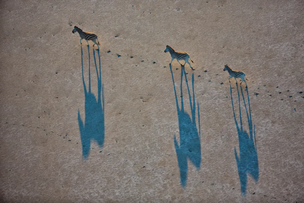 09 Zebra migration