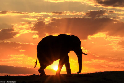 37._imvelo_safari_lodges_-_nehimba_-_sunset_at_the_seeps__1