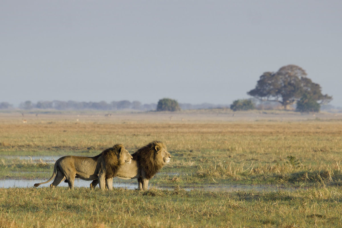 Busanga-Bush-Camp-Kafue-National-Park-Zambia-7.jpg
