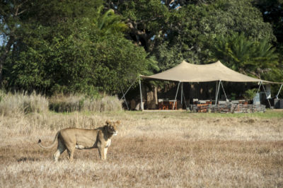 Busanga-Bush-Camp-Kafue-National-Park-Zambia-bbc_june_lion.jpg