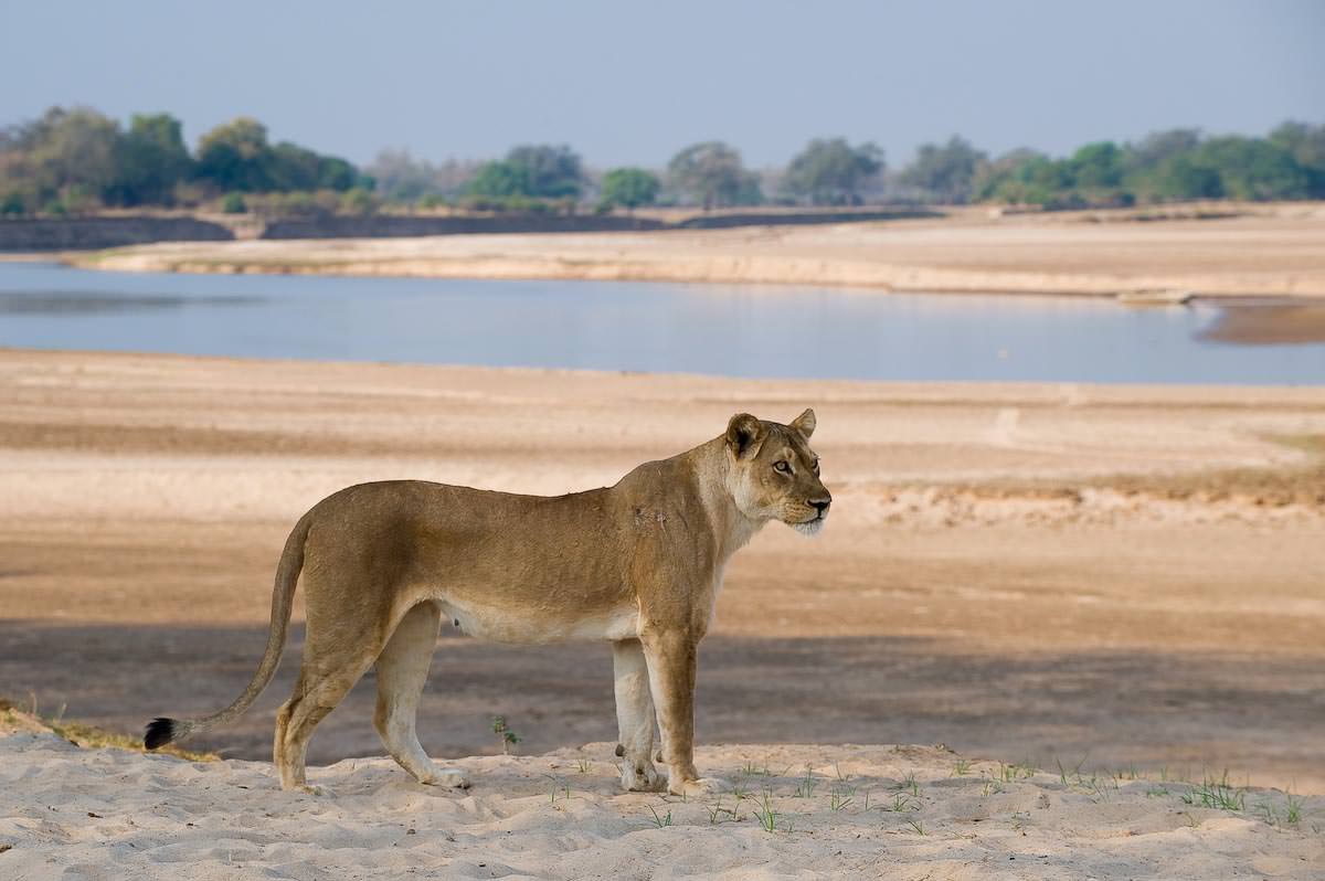 Bushcamp-company-south-luangwa-national-park-zambia-pintoafrica.com-BCtemp003