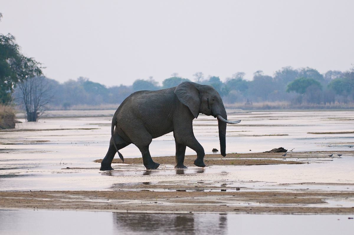 Bushcamp-company-south-luangwa-national-park-zambia-pintoafrica.com-BCtemp111.jpg