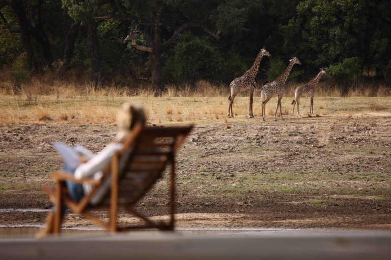 Cnizombo-lodge-deck-chair-Thornicrofts-giraffe-south-luangwa-national-park-zambia-norman-carr-safaris.jpg