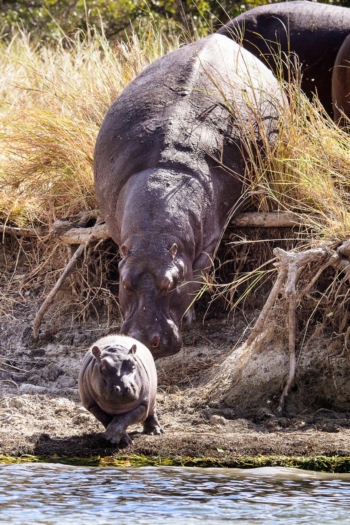 Ila-Safari-Lodge-Kafue-national-park-zambia-Green-SafarisIla-3-25-email.jpg