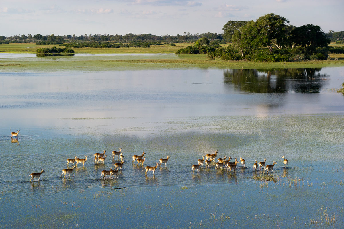 Pelo-Camp-Okavango-Delta-Botswana-10.jpg