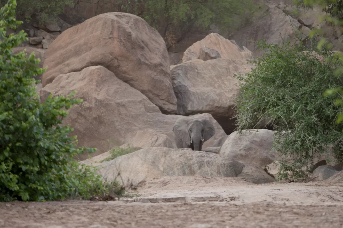 csm_Wayo-Manyara-Green-Camp-Elefant-zwischen-Felsen-Wayo-Africa-2160x1440-uvwxyz_8b6b8a7d3c.jpg