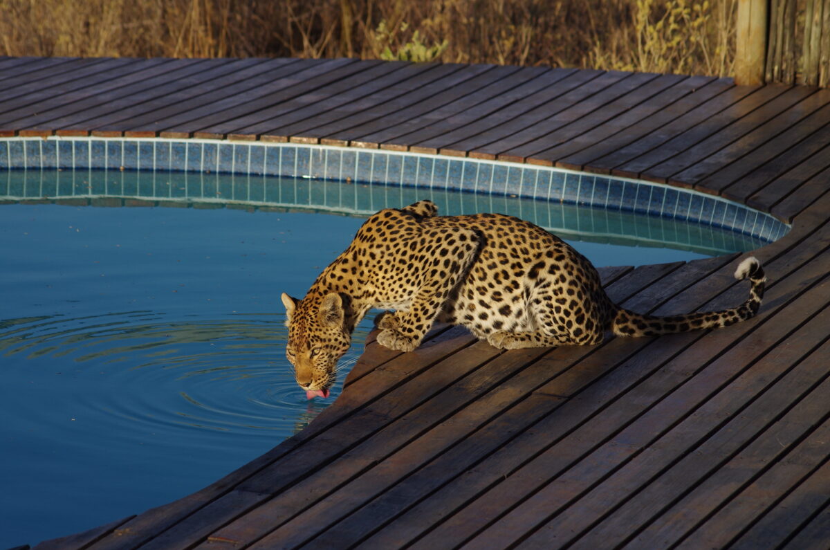 Leopard am Pool, Botswana,Tau Pan.
