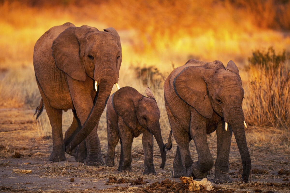 jabali_ridge_-_elephants