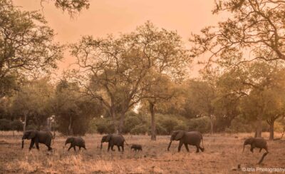 kafunta_izlaphotography_wildlife_southluangwa_51