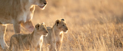 luxury-zimbabwe-safaris-2