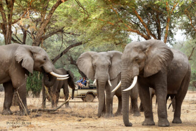 potato-bush-game-drive-1-L