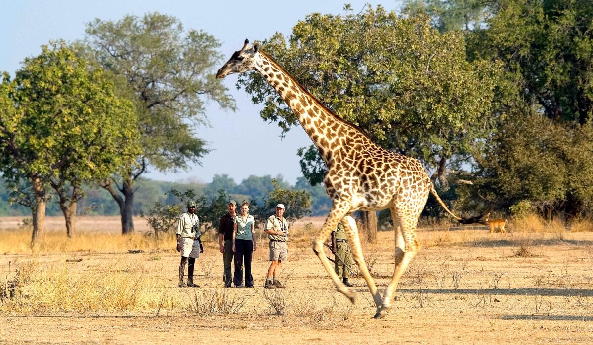 02ZM10-IM0302-south-luangwa-safari-1475