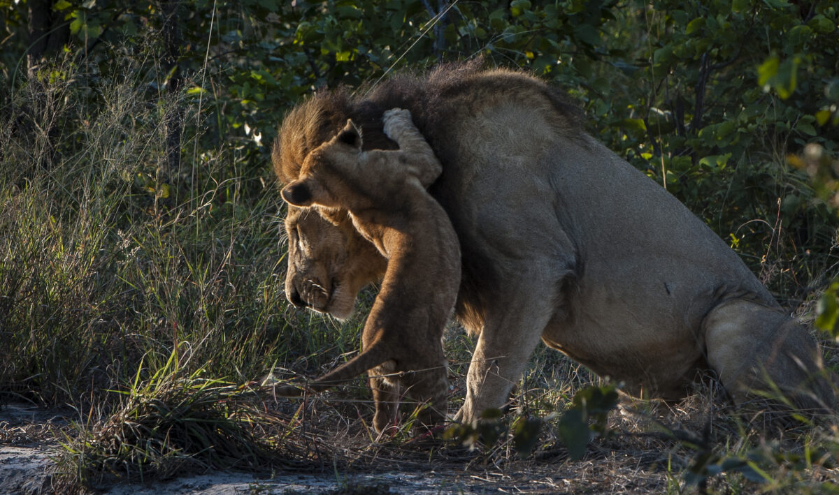 37sable_alley_-_lions_