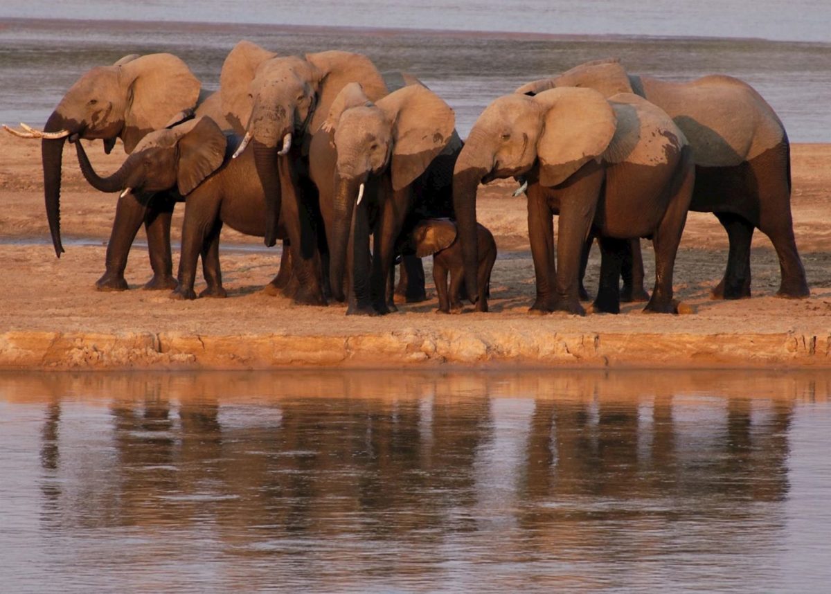 392068-elephant-south-luangwa-national-park