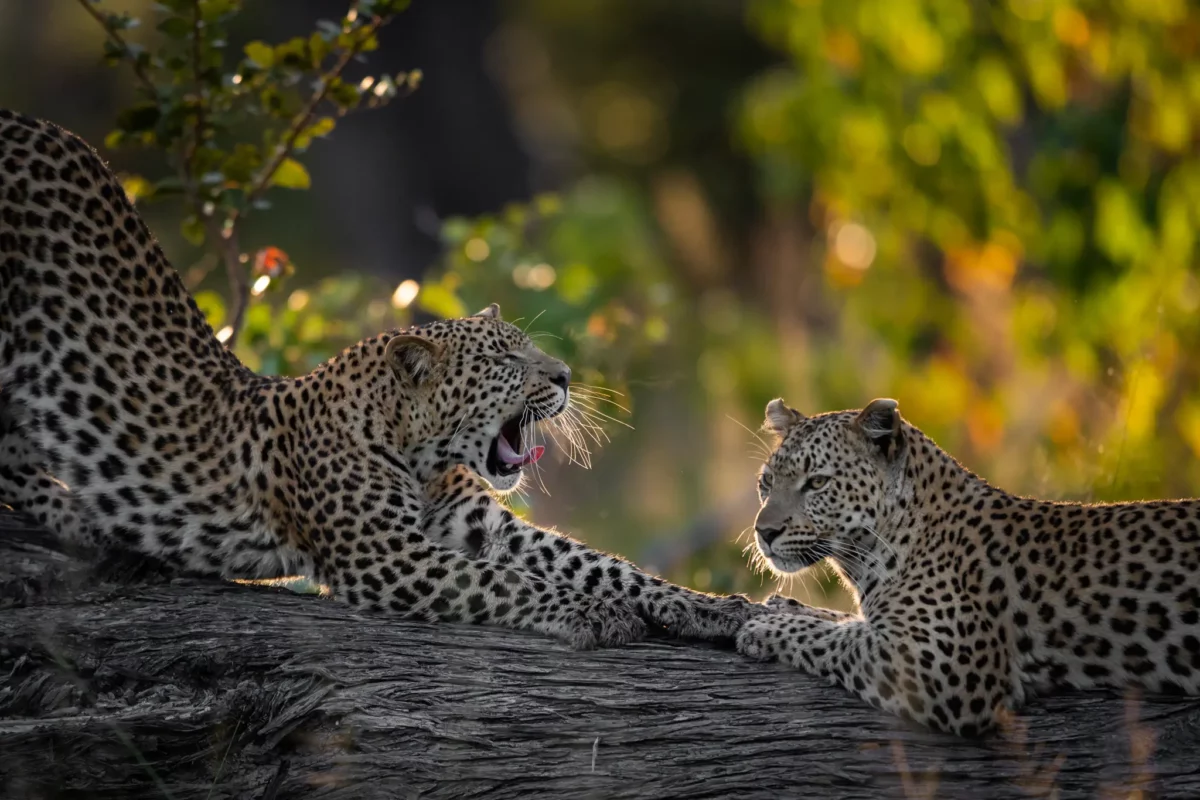 Bots_Sable Alley_Leopard 3