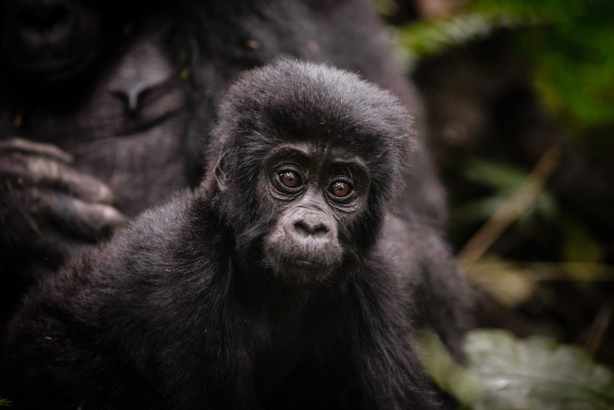 Bwindi_Uganda_Sanctuary-Gorilla-Forest-Camp-1.jpg