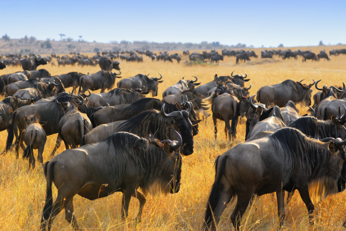 Gnu-Wanderung-Great-Migration-Guide-Serengeti-Tanzania-Pinto-Africa-4.jpeg