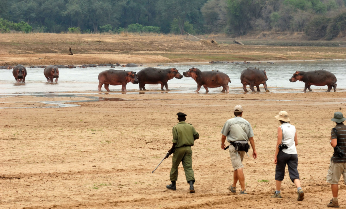 Mwaleshi-Camp-North-Luangwa-Zambia-pintoafrica.com-Mwaleshi-Camp-walking.jpg