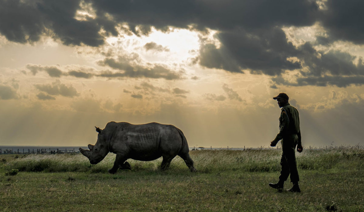Northern-White-Rhino_Sudan_Make-It-KenyaStuart-Price-7_flickr-fin_Web