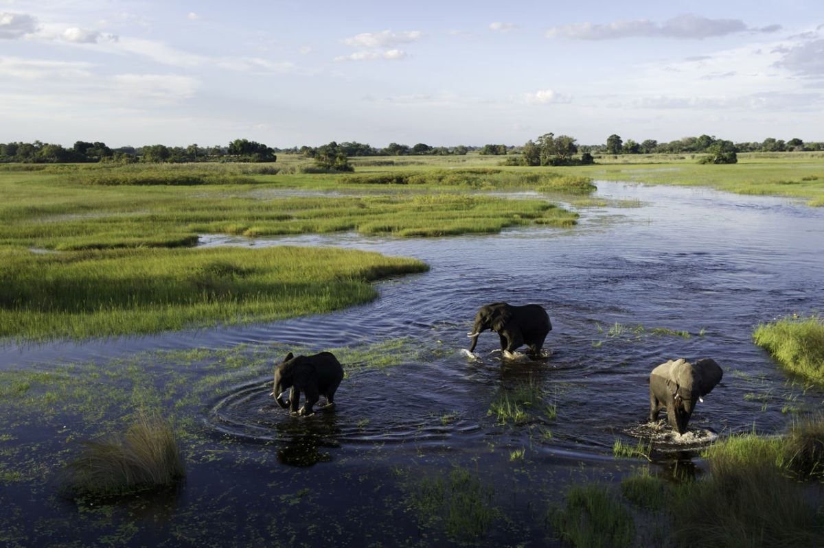 Okavango-Delta-safari-Wilderness-Safaris-pintoafrica.com-NAS470.jpg