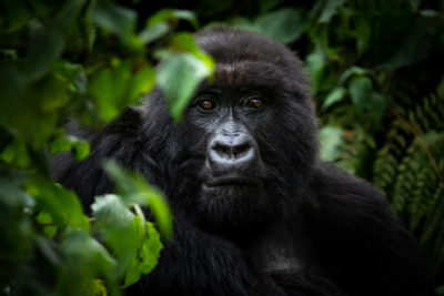 SVNP_WILDLIFE_Gorilla_Sabyinyo_Family_Ross_Couper_26__1_