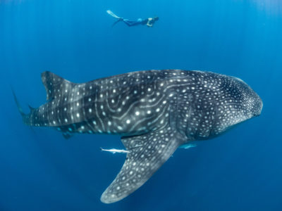 Stella-Diamant-and-whale-shark-Copyright-Simon-J-Pierce-www-simonjpierce-dot-com-1