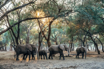 anabezi_camp-elephants-lower-zambezi2