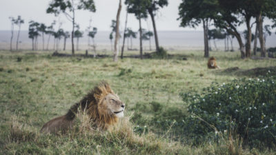 LOCATION: Tangulia Mara Camp, Kenya