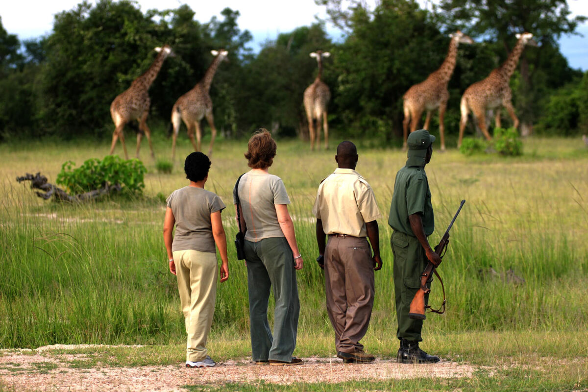 chamilandu-bush-camp-zambia-in-style-tours-safari-packages-lodges-south-luangwa-giraffe-walk