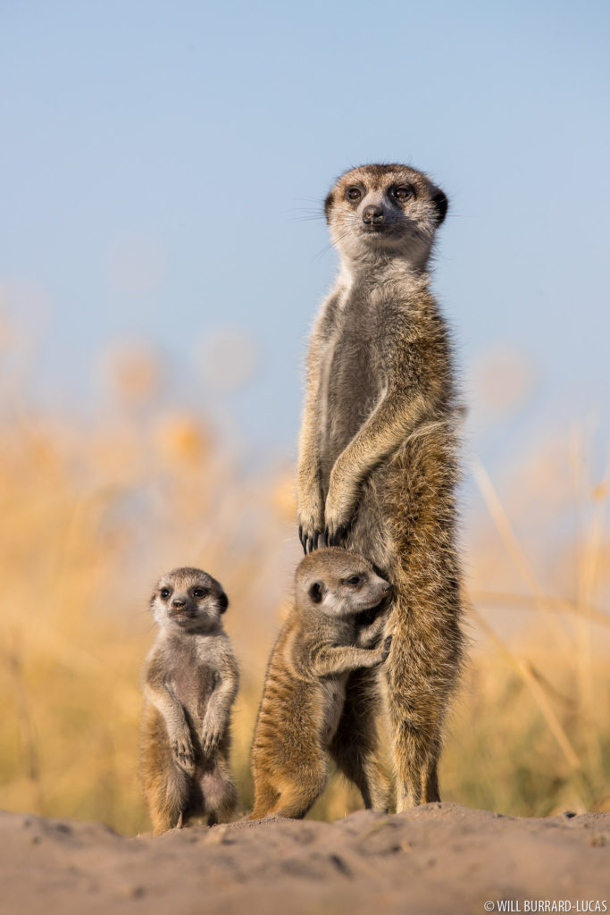 Meerkats Meerkats