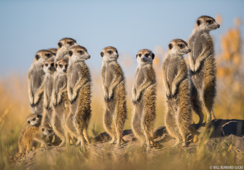 Meerkats Meerkats