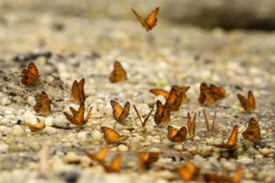 odzala_discovery_camps_-_fauna_and_flora_3