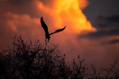 roho_ya_selous_-_fish_eagle_at_sunset