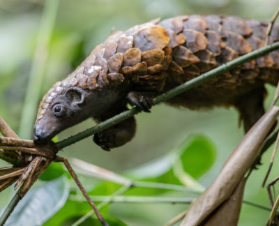 sangha_lodge_-_copyright_jacha_potgieter_13