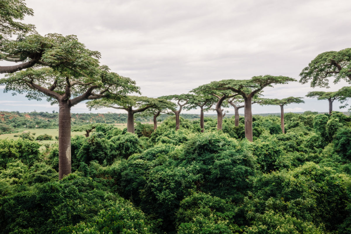 Baobabs in Madagaskar.