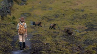 Gorillas nest,Rwanda 01