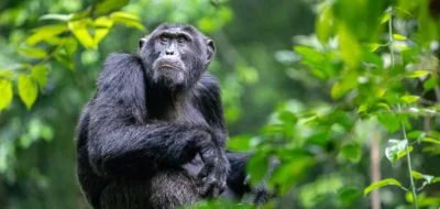 Kibale-Uganda-Chimpanzees-4-1481eda729e3.jpg