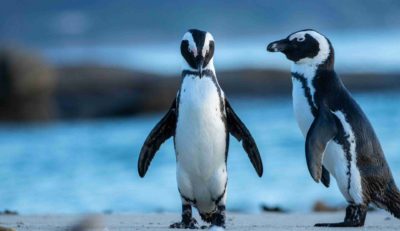 Steve-Benjamin-Penguin-6-1-scaled