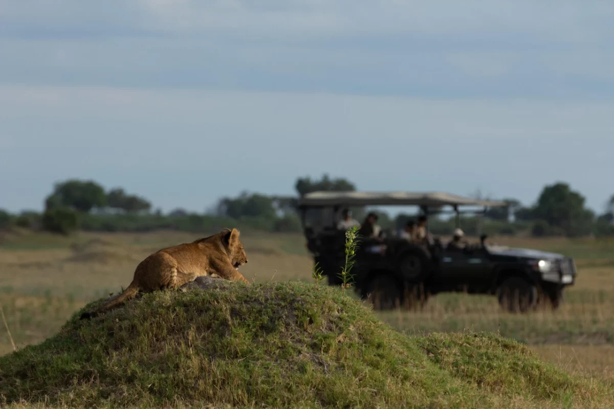botswana-duba-plains-camp-pirsch-1736708423.jpg