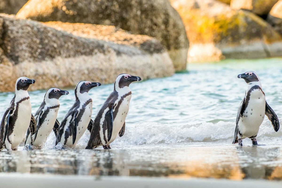cape-town-penguin-watching-at-boulders-beach-half-day-tour-1299072