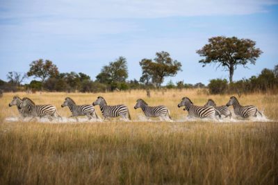Great Plains - Okavango Explorers Camp
