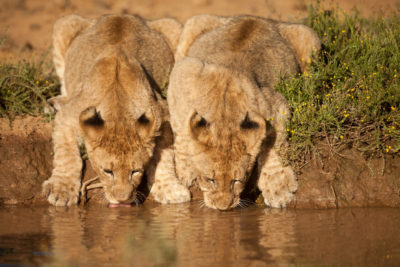 kwandwe_private_game_reserve_-_wildlife_17