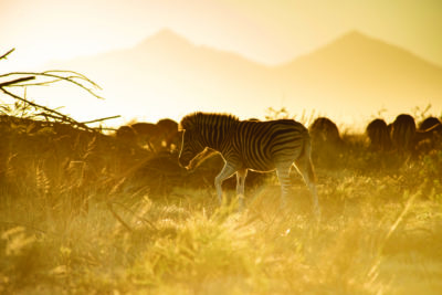 wildlife_zebra_calf