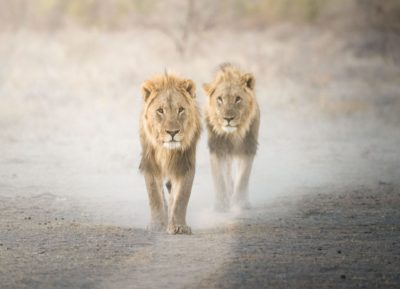 28336969_1630746030305522_3104876935439886782_o