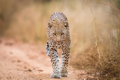 Siringit2023-228-SSC-Leopard-TC2023