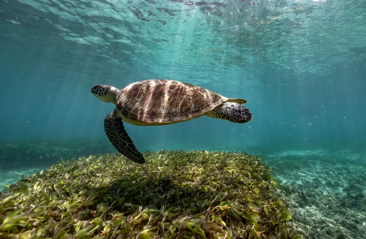 Chris_Schmid-230325-tsara_komba-051