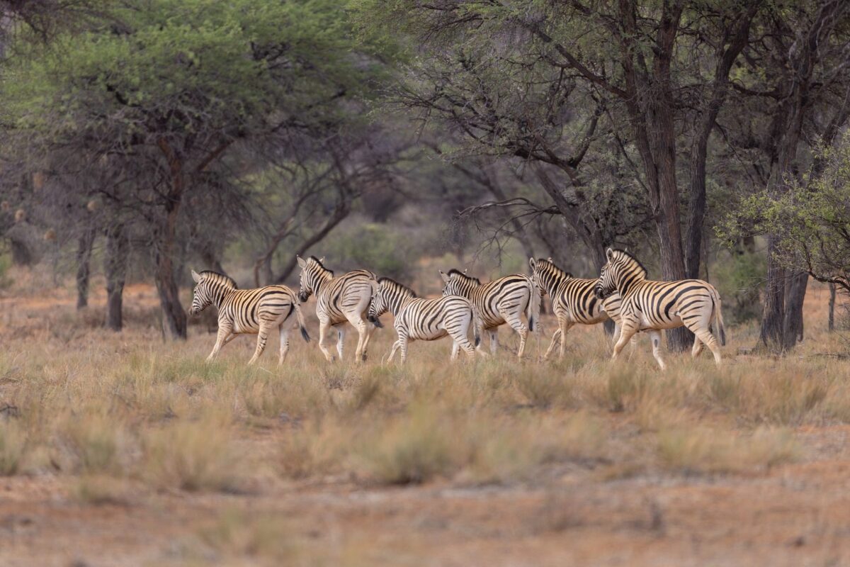 ©-Gmundner-Lodge-Moritz-OttD7A8016