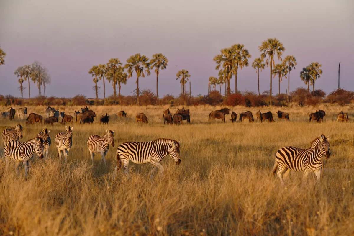 Zebra migration