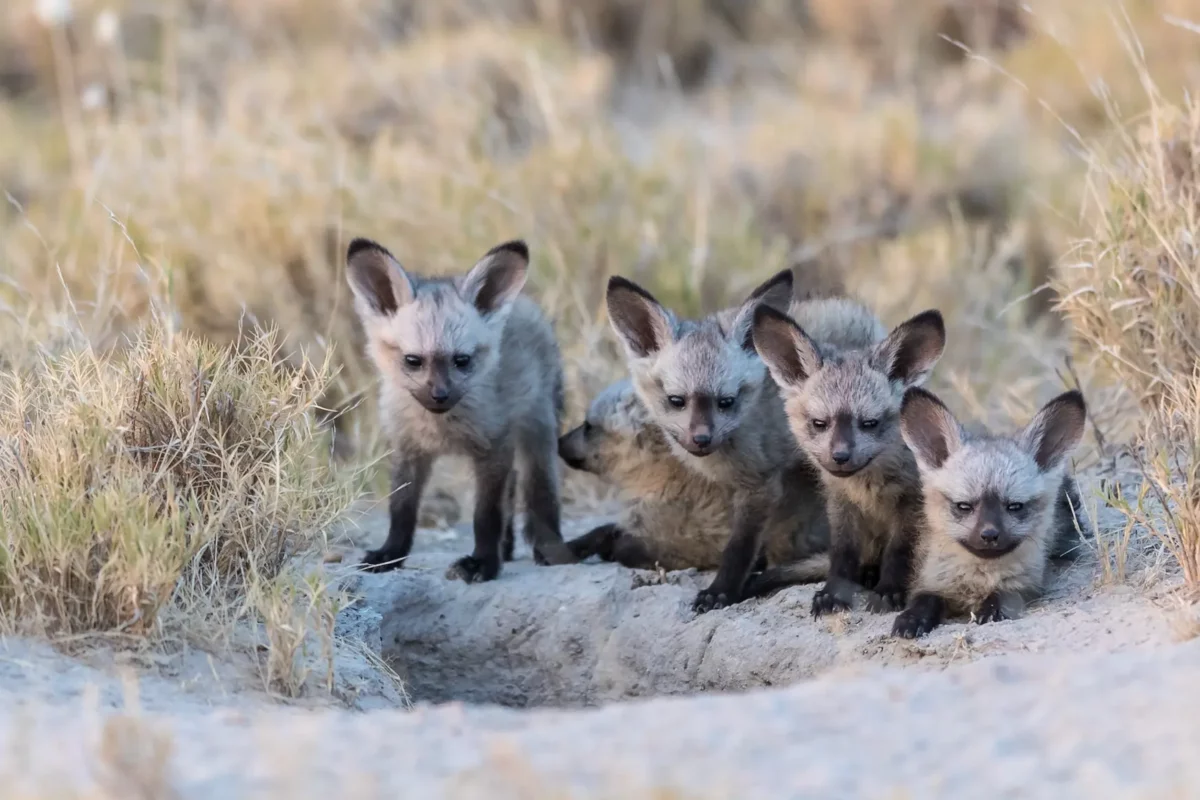 Bat-eared fox